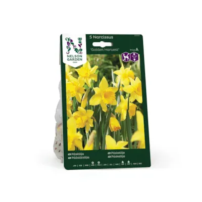 Høstløk påskelilje Golden Harvest