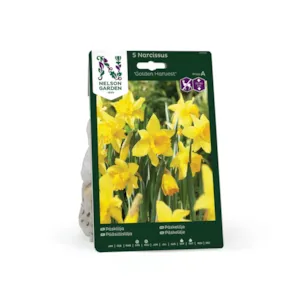 Høstløk påskelilje Golden Harvest