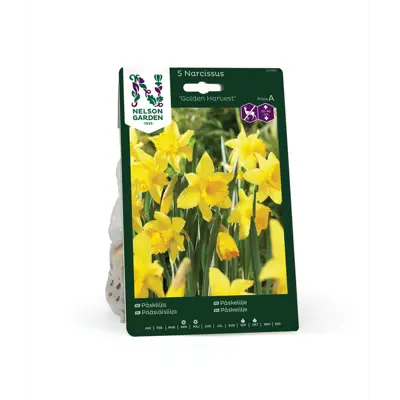 Høstløk påskelilje Golden Harvest