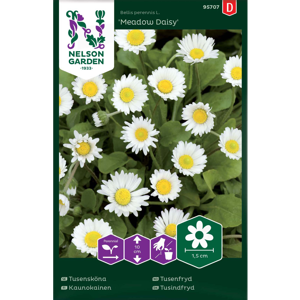 Frø tusenfryd Meadow Daisy