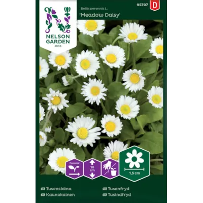 Frø tusenfryd Meadow Daisy, bilde 2