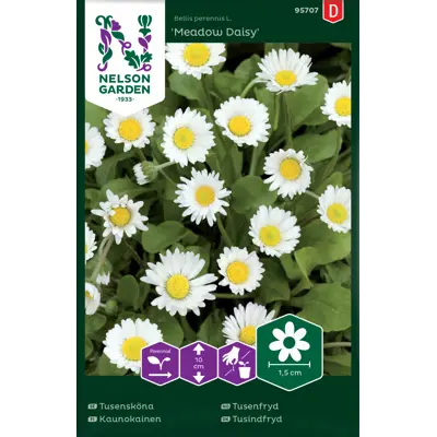 Frø tusenfryd Meadow Daisy, bilde 2