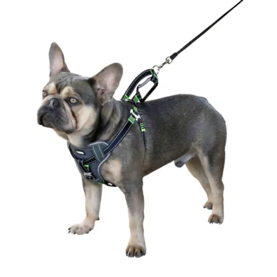 Bilsele til hund, bilde 2