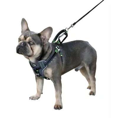 Bilsele til hund, bilde 2