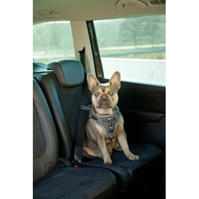 Bilsele til hund, bilde 4