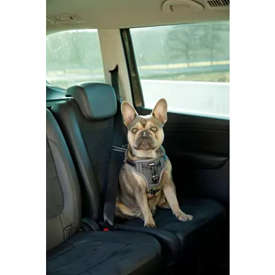 Bilsele til hund, bilde 4