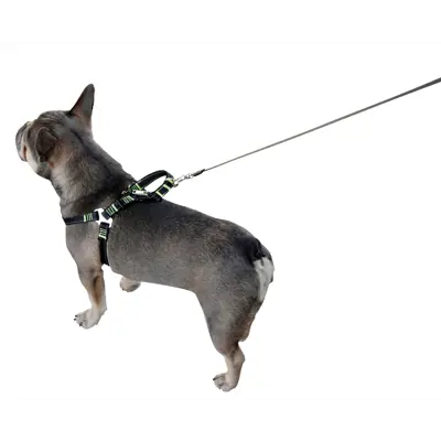 Bilsele til hund, bilde 3