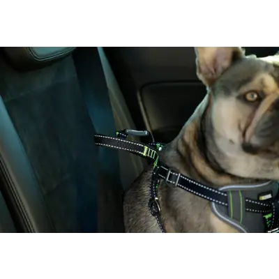 Bilsele til hund, bilde 5