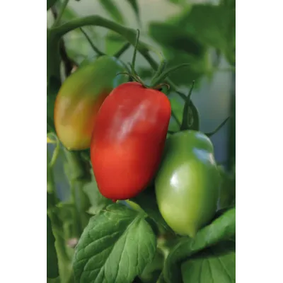 Frø busktomat Ranger, bilde 2