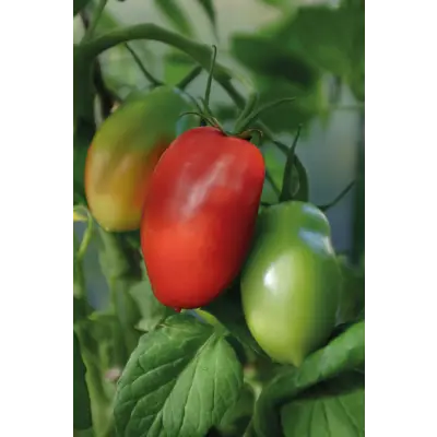 Frø busktomat Ranger, bilde 2