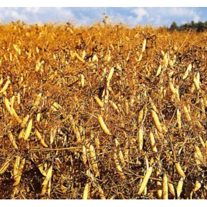 Ingrid Kl C2 Erter 500 kg