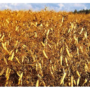 Ingrid Kl C2 Erter 500 kg