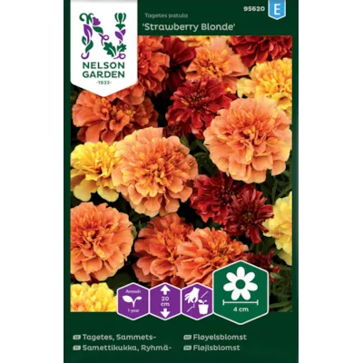 Frø fløyelsblomst Strawberry Blond