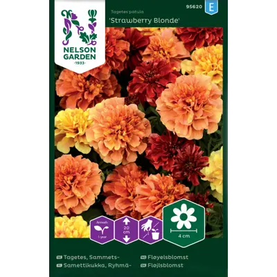 Frø fløyelsblomst Strawberry Blond