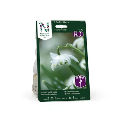 Høstløk snøklokke Flore Pleno