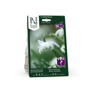 Høstløk snøklokke Flore Pleno