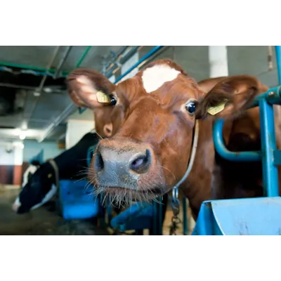 Fullfôr Brød 750 kg