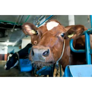 Fullfôr Brød 750 kg