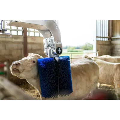 Svingende kjøttfebørste SBB