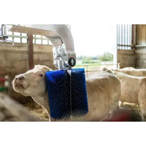 Svingende kjøttfebørste SBB