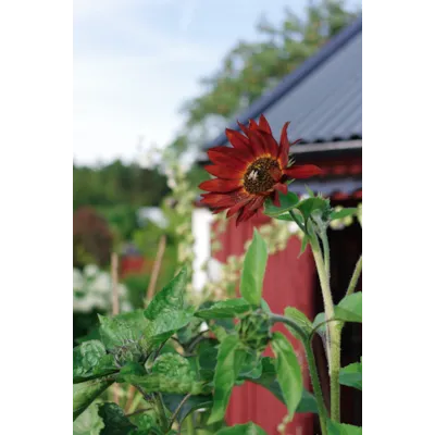 Frø solsikke Velvet Queen økologisk, bilde 2