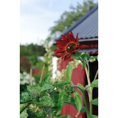 Frø solsikke Velvet Queen økologisk, bilde 2