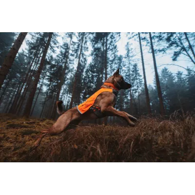 Halsbånd Safe orange, bilde 4