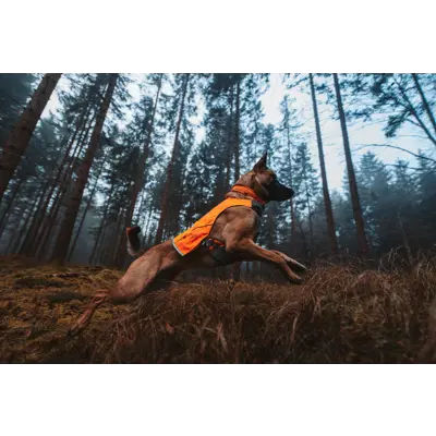 Halsbånd Safe orange, bilde 4