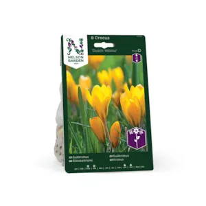 Høstløk gullkrokus Dutch Yellow
