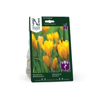 Høstløk gullkrokus Dutch Yellow