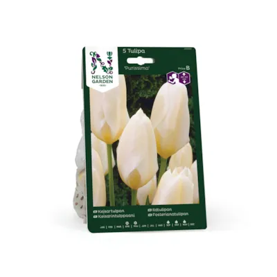 Høstløk ildtulipan Purissima