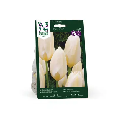 Høstløk ildtulipan Purissima