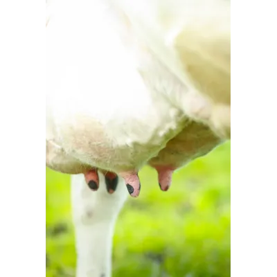 Elite Normal, bilde 2