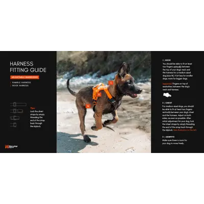 Sele Rock Harness svart, bilde 8