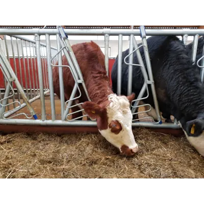 Sikkerhetsfangfront HLS50, bilde 2