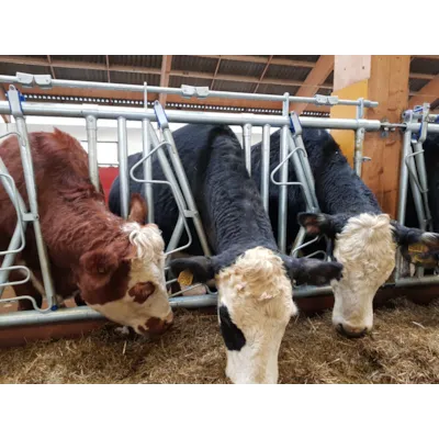 Sikkerhetsfangfront HLS50, bilde 3