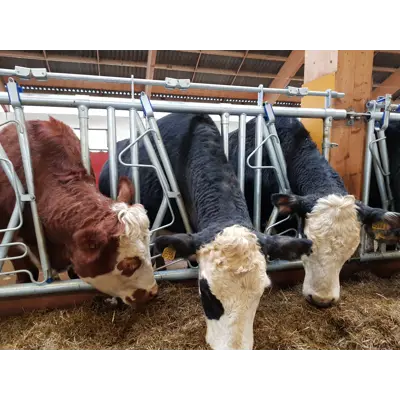 Sikkerhetsfangfront HLS50, bilde 3