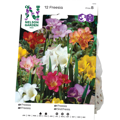 Vårløk freesia