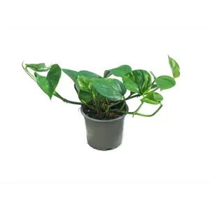 Gullranke Epipremnum aureum