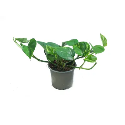 Gullranke Epipremnum aureum