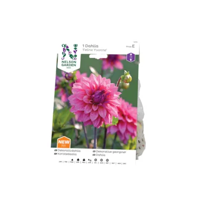 Vårløk dekorative georginer Feline Yvonne