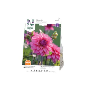 Vårløk dekorative georginer Feline Yvonne