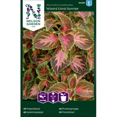 Frø praktspragle Wizard Coral Sunrise