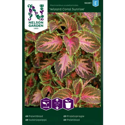 Frø praktspragle Wizard Coral Sunrise