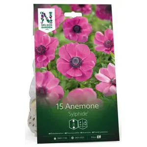 Høstløk anemone Sylphide