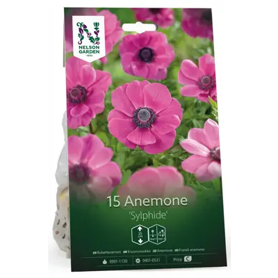 Høstløk anemone Sylphide