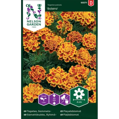 Frø fløyelsblomst Bolero