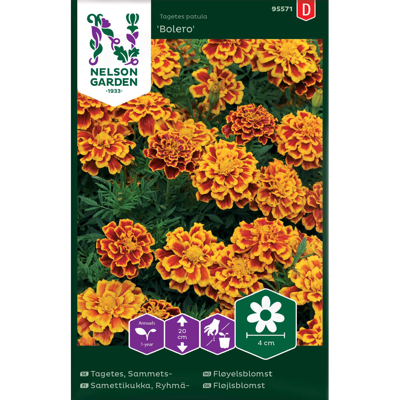 Frø fløyelsblomst Bolero