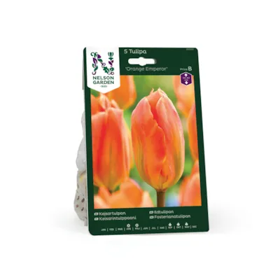 Høstløk ildtulipan Orange Emperor