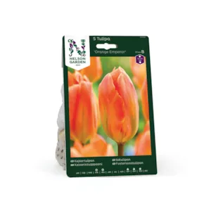 Høstløk ildtulipan Orange Emperor